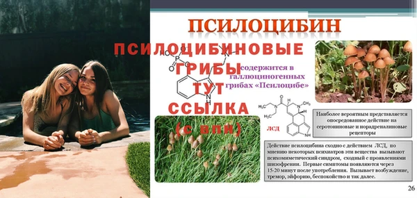спиды Губаха