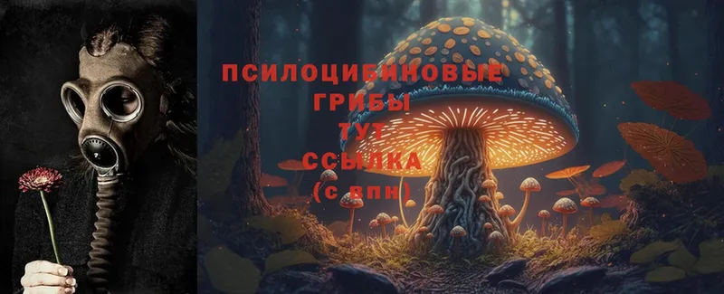 Галлюциногенные грибы Cubensis  Зерноград 